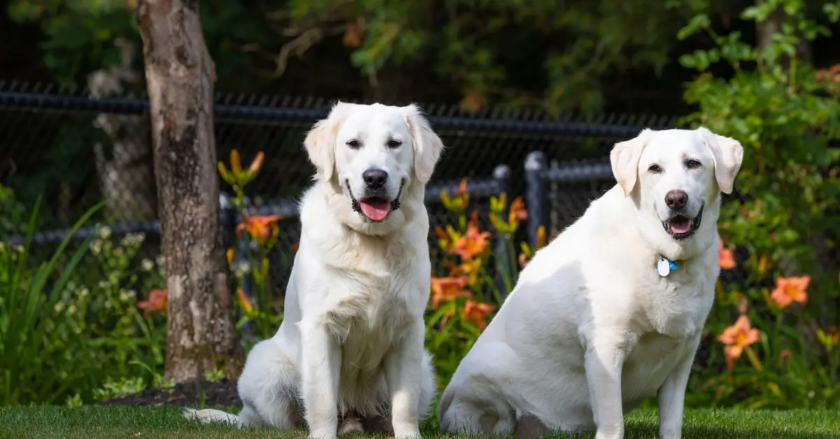 The Ultimate Guide to Pet Nutrition: Feeding Your Furry Friends Right