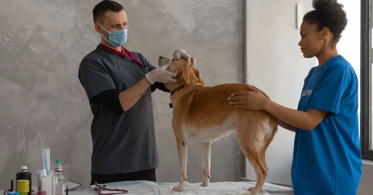 Why Regular Vet Visits Are Crucial for Pets