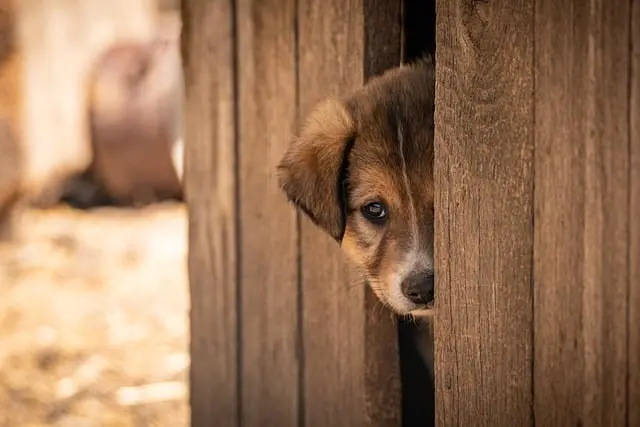 Understanding the Benefits of Adopting a Pet
