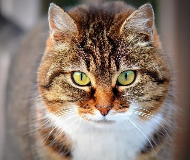 10 Tips for Ensuring a Happy and Healthy Pet Life