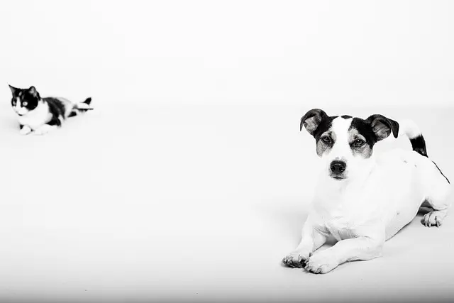 10 Fun Ways to Bond with Your Pet at Home