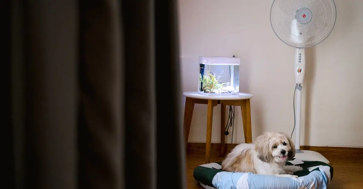 Top 10 Must-Have Items Every Pet Owner Should Consider