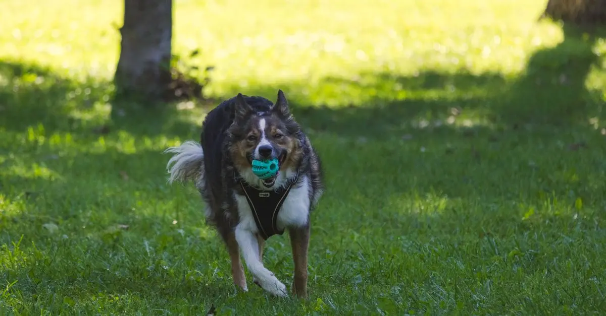 10 Fun Activities to Strengthen Your Bond with Your Pet