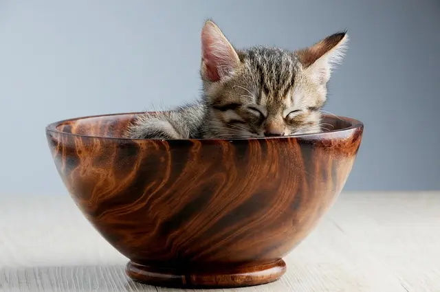 10 Essential Tips for Creating a Thriving Pet Community