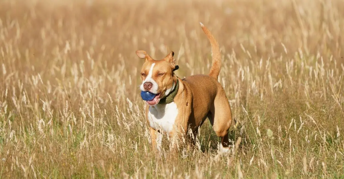 Understanding and Preventing Pet Obesity