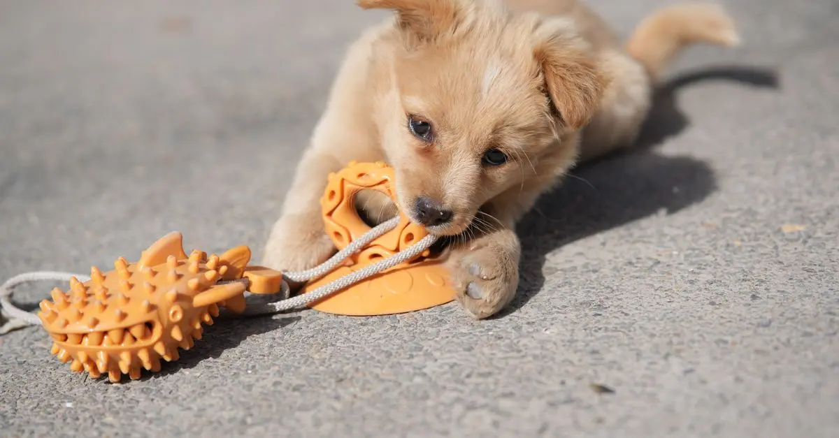 Top 10 Pet Care Tips for New Pet Owners