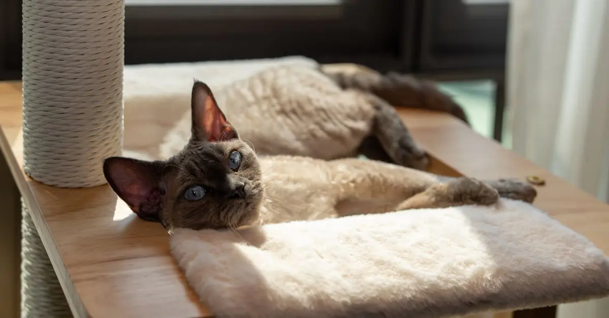 Understanding Cat Behavior: Common Issues and Solutions