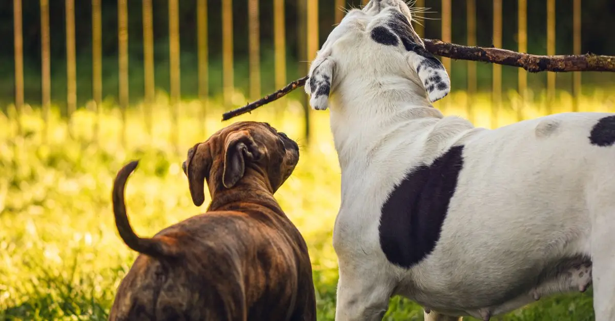 Five Essential Tips for New Dog Owners