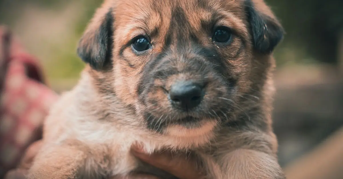 The Best Tips for Creating a Pet-Friendly Home