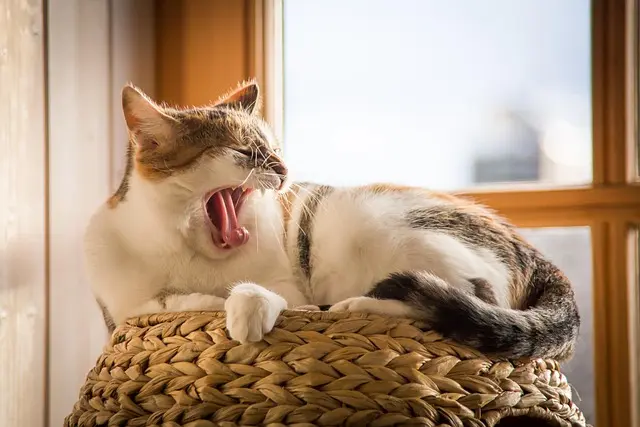 10 Creative DIY Projects to Engage Your Pets at Home