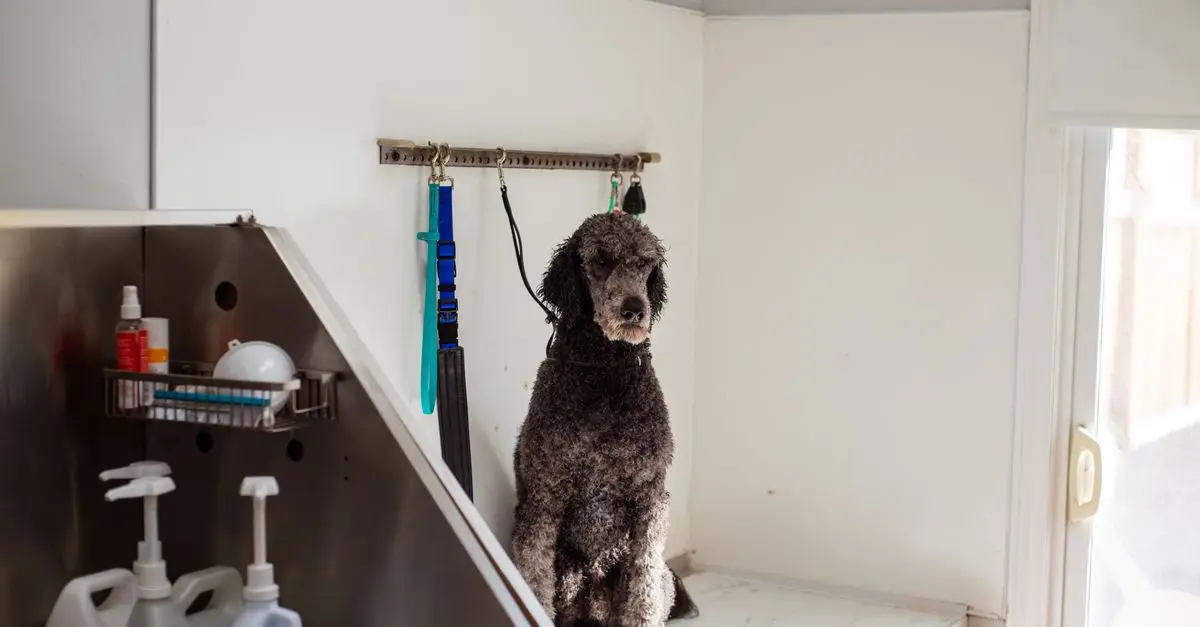 10 Must-Have Pet Products for Every Animal Lover