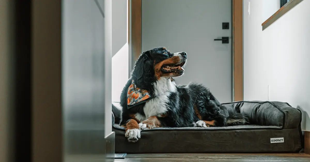 10 Essential Care Tips for Your Senior Pets