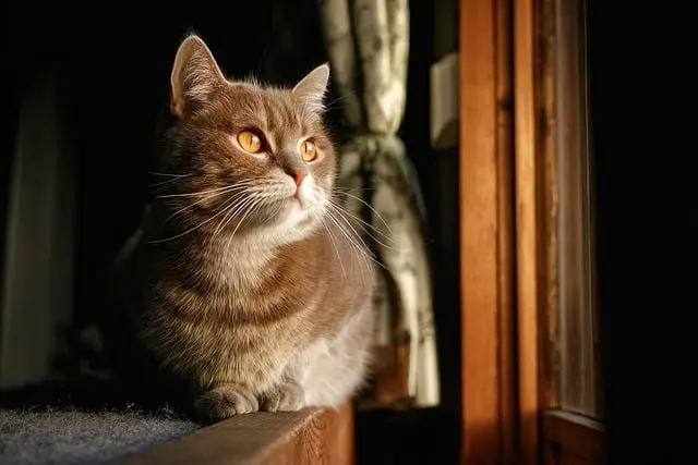 Top 10 Essential Tips for Pet Safety at Home