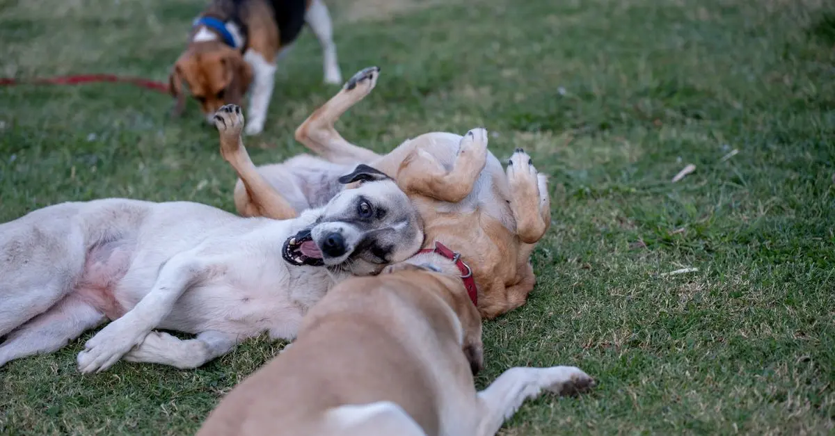 Understanding the Importance of Pet Socialization
