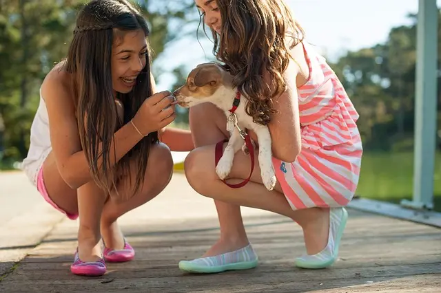 10 Fun and Engaging Activities for Your Pets at Home