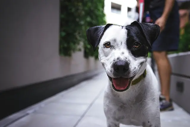 The Ultimate Guide to Choosing the Right Pet for Your Family