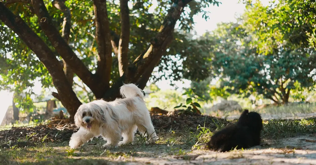 10 Essential Tips for Creating a Pet-Friendly Garden