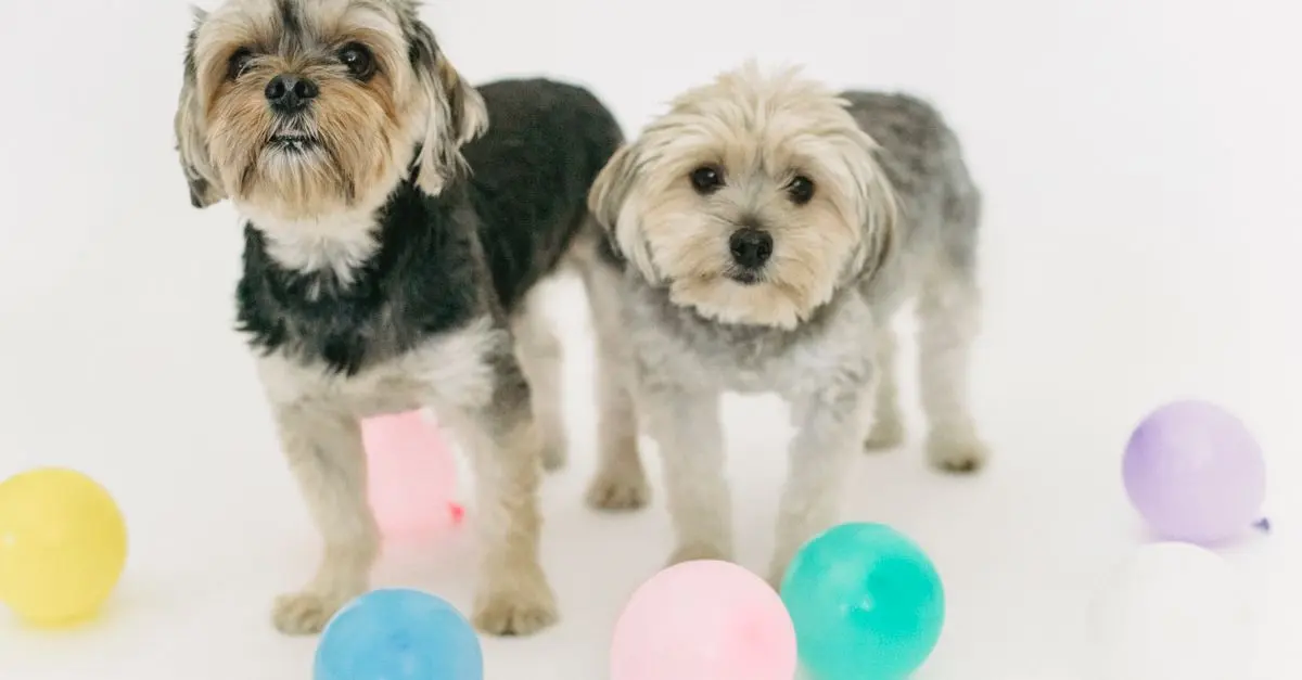 10 Fun Indoor Activities to Keep Your Pets Engaged