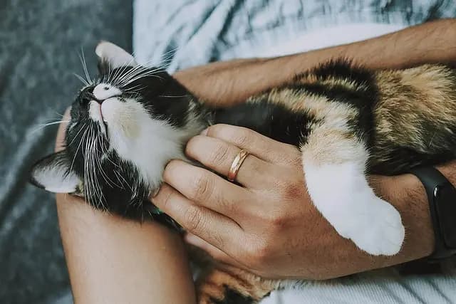 Ten Creative Ways to Bond with Your Pet