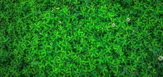 Top 5 Eco-Friendly Pet Products for Sustainable Living