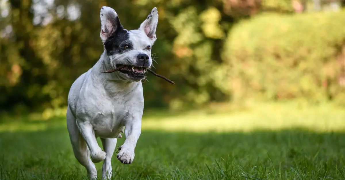 Understanding the Benefits of Playtime for Your Pets