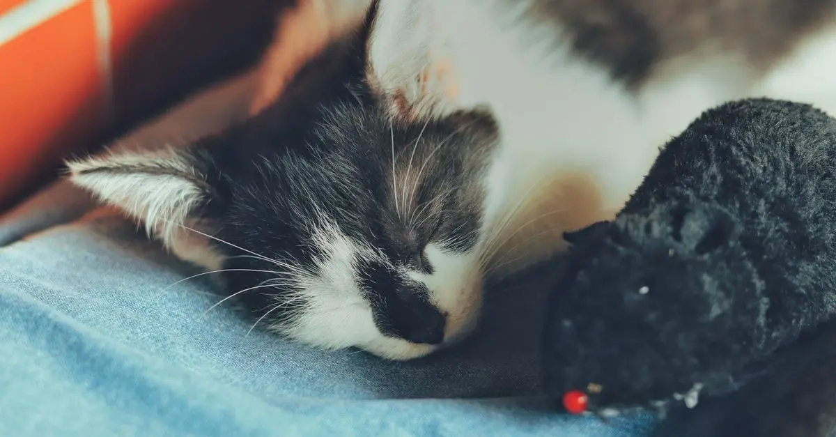 How to Create a Cozy Space for Your Pets at Home