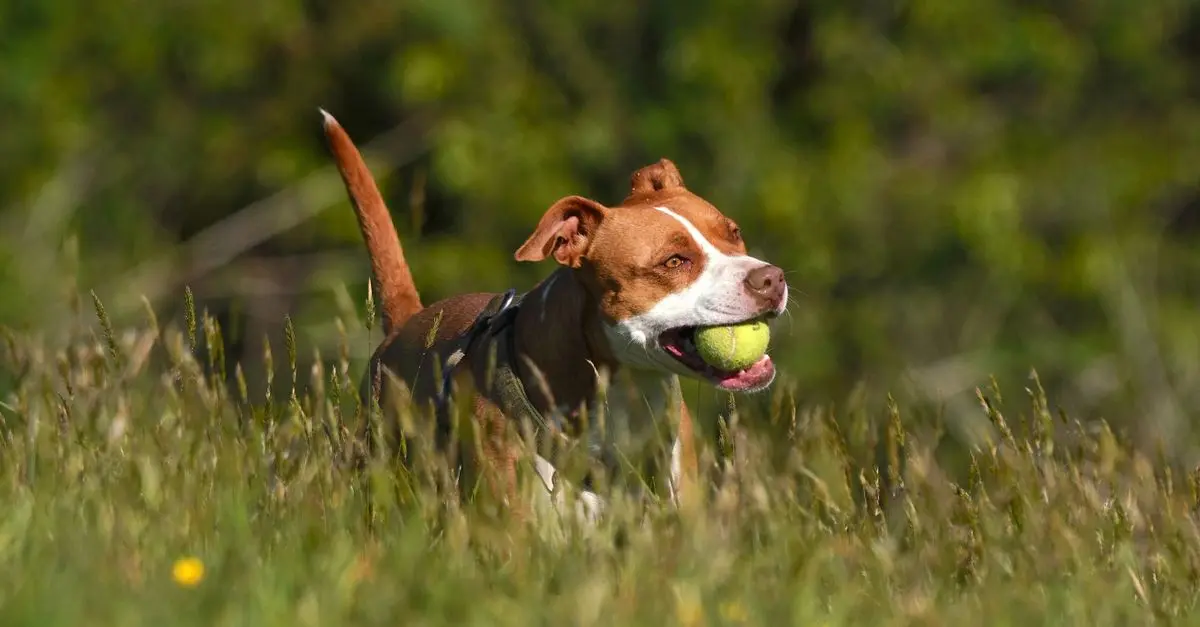 Understanding Your Pet's Emotional Needs: A Comprehensive Guide