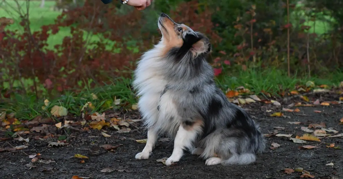 Advanced Techniques for Training Your Dog Effectively