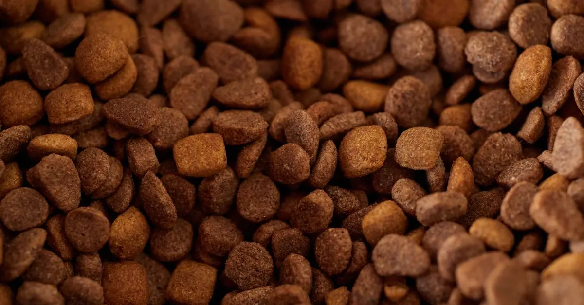 Creating a Balanced Diet for Dogs