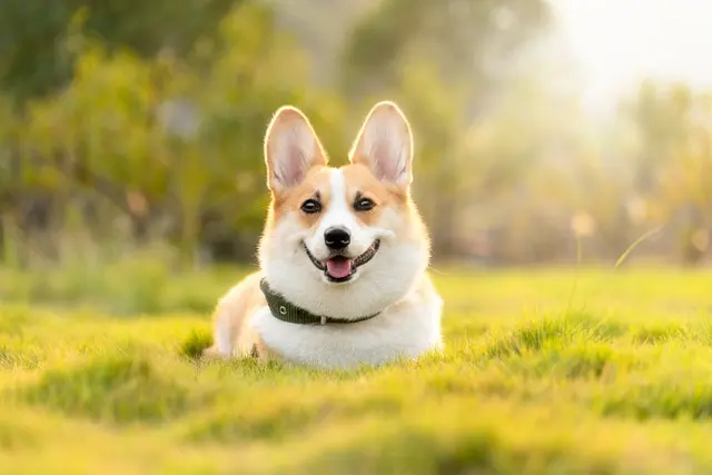 How to Create a Balanced Diet for Your Pets