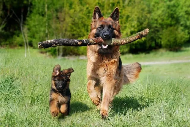 Top 10 Pet Care Tips for New Pet Owners