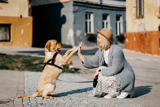 How to Create the Perfect Pet Routine for Your Furry Companion