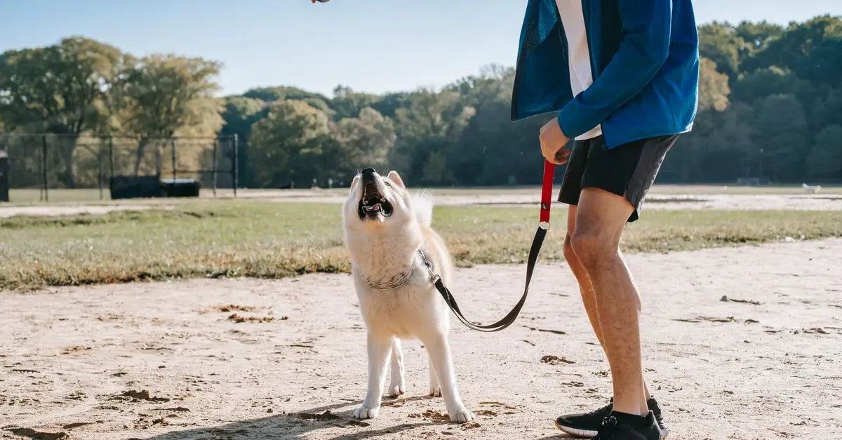 10 Essential Tips for Bonding with Your New Pet