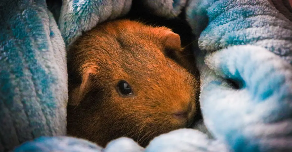 Understanding the Basic Needs of Pets