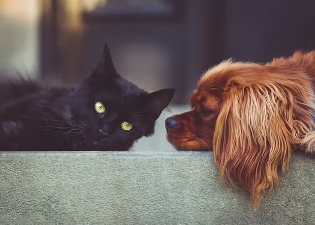 10 Creative Ways to Celebrate Your Pet's Birthday