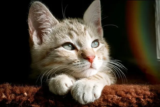The Benefits of Enriching Your Pet's Environment at Home