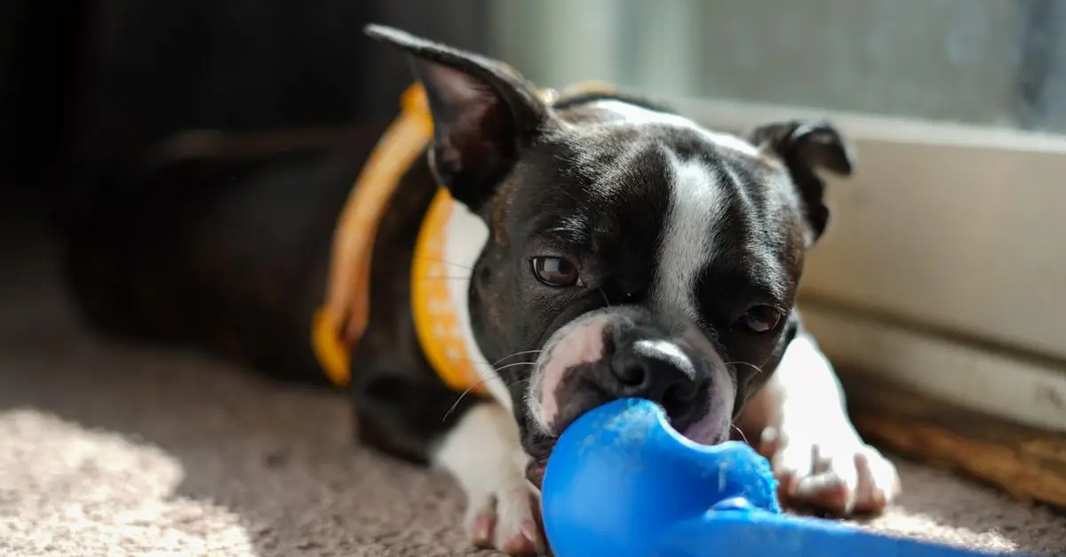 10 Tips for Creating a Healthy Routine for Your Pets