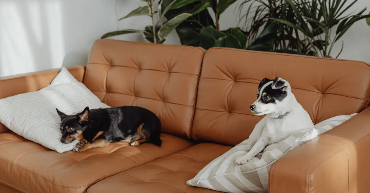 How Pet Owners Can Reduce Environmental Impact