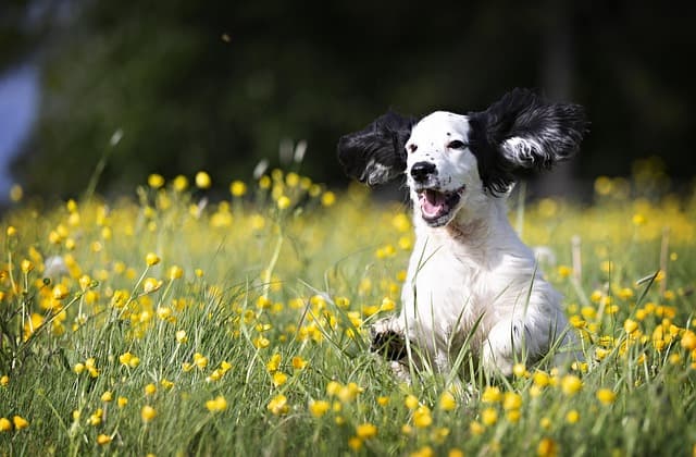 10 Creative Ways to Bond with Your Pets