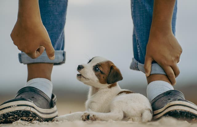 The Essential Guide to Pet Socialization for Happy Animals