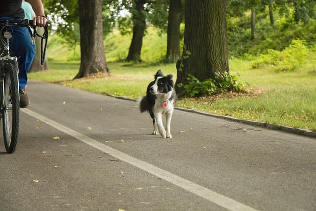 The Ultimate Guide to Choosing the Right Pet Accessories