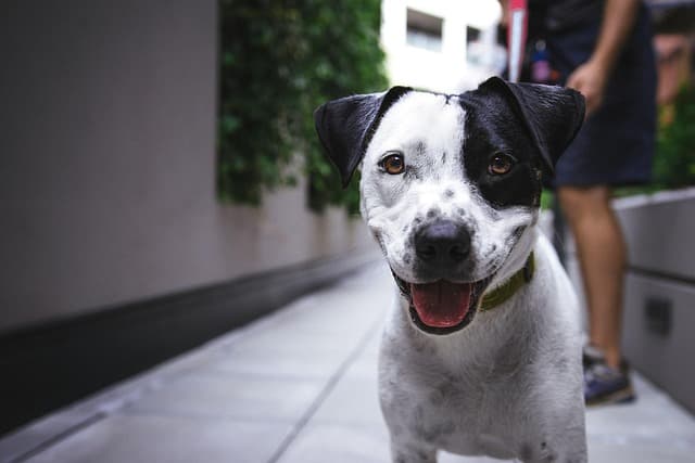 The Essential Guide to Creating a Pet-Friendly Space