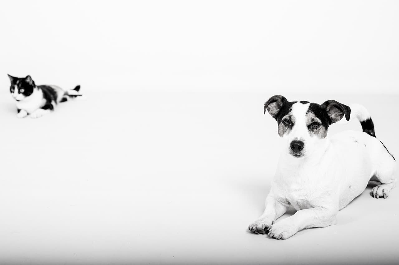 Essential Guide to Pet Nutrition for Optimal Health