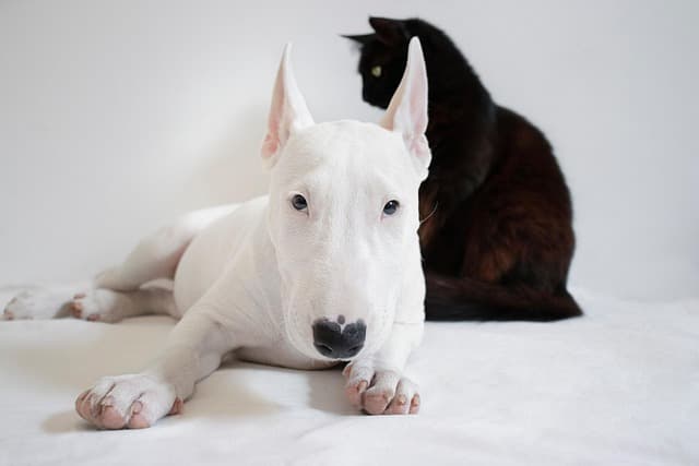 10 Essential Health Tips for Keeping Your Pets Happy