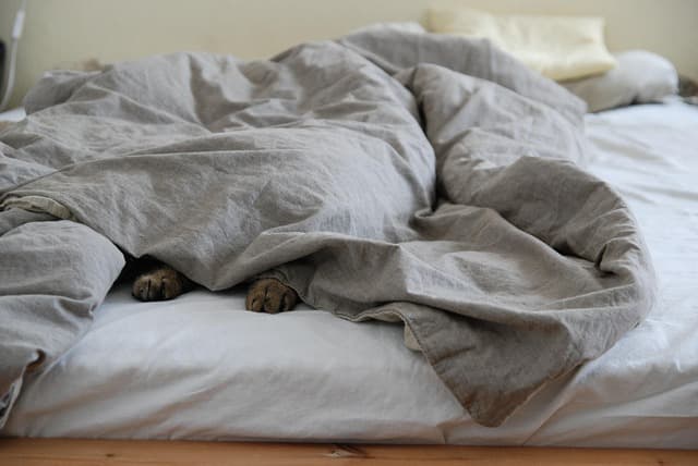 Essential Tips for Preparing Your Home for a New Pet