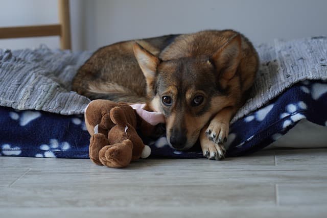 10 Must-Have Tips for a Safe and Happy Pet Home