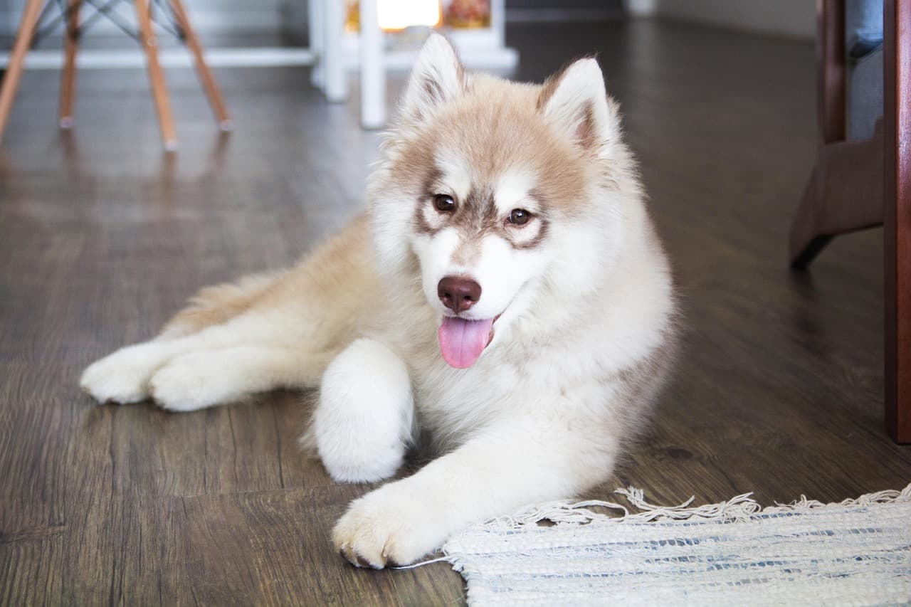 Top 10 Tips for Creating a Pet-Friendly Home