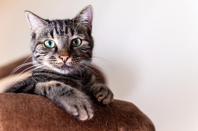 How to Choose the Best Cat Litter for Your Feline Friend