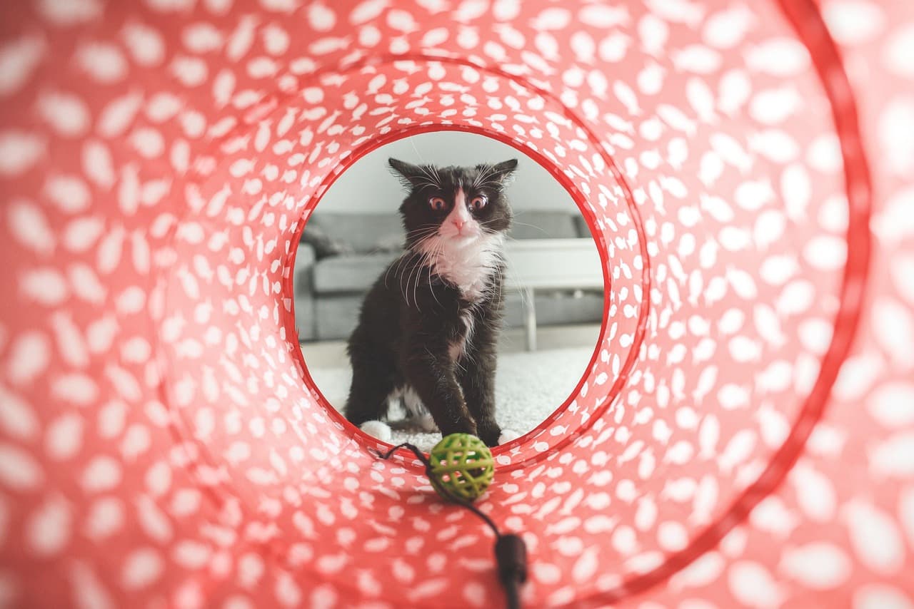 10 Fun Indoor Activities to Keep Your Pets Engaged