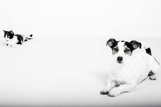 10 Essential Tips for Traveling with Your Pets Safely